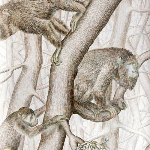 Propriétaires Singe
